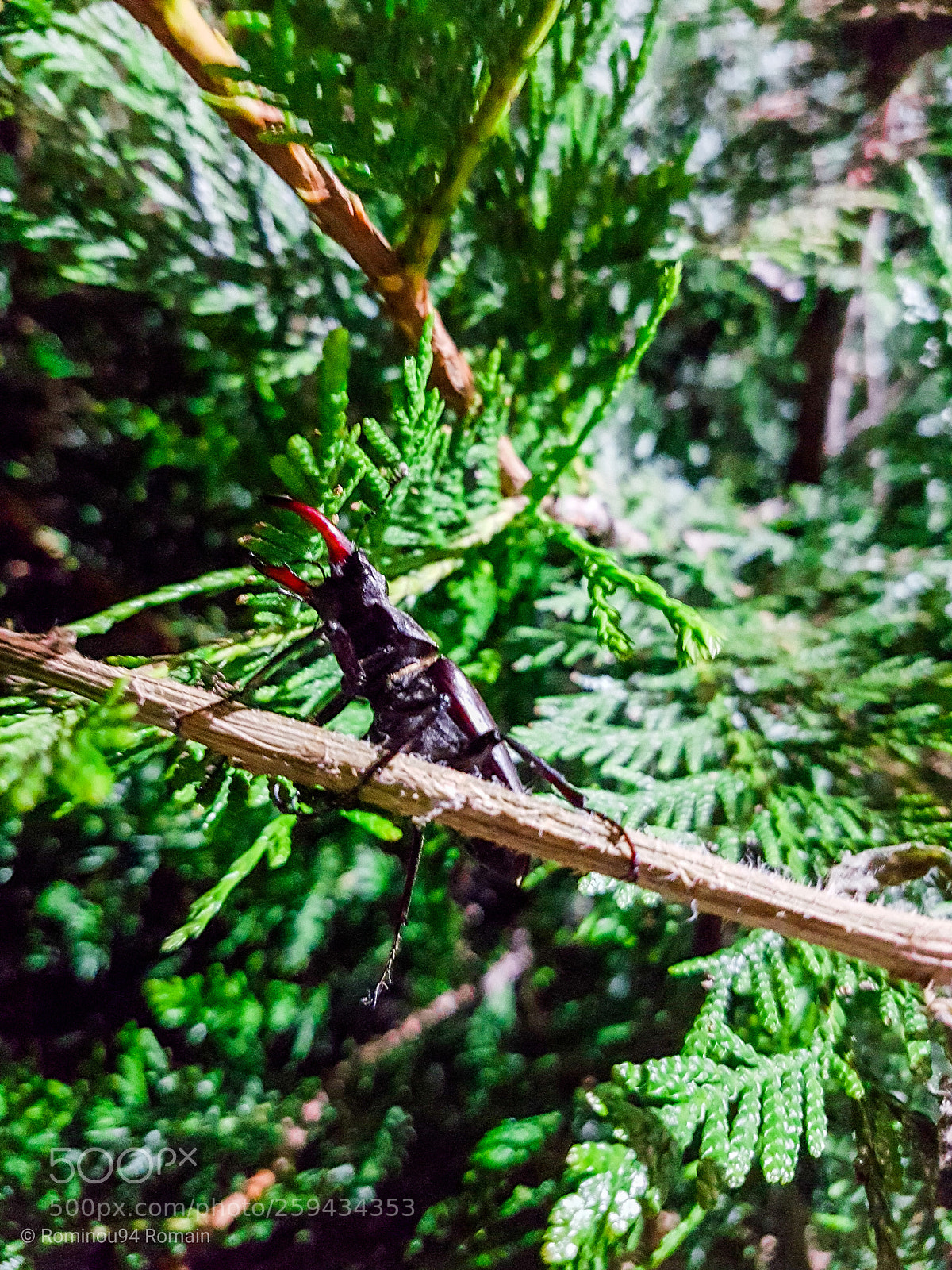 Samsung Galaxy S7 Edge sample photo. Scarabée pinces rouge photography