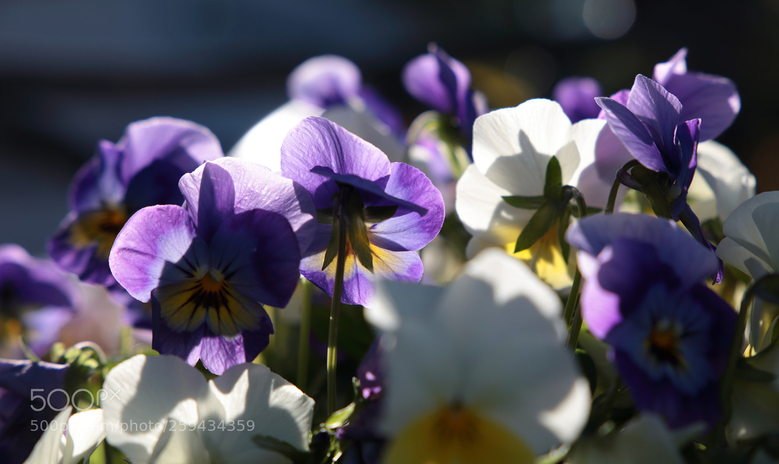 Canon EF 24-105mm F3.5-5.6 IS STM sample photo. Img photography