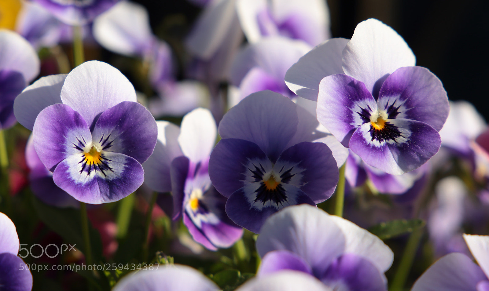 Canon EF 24-105mm F3.5-5.6 IS STM sample photo. Img photography