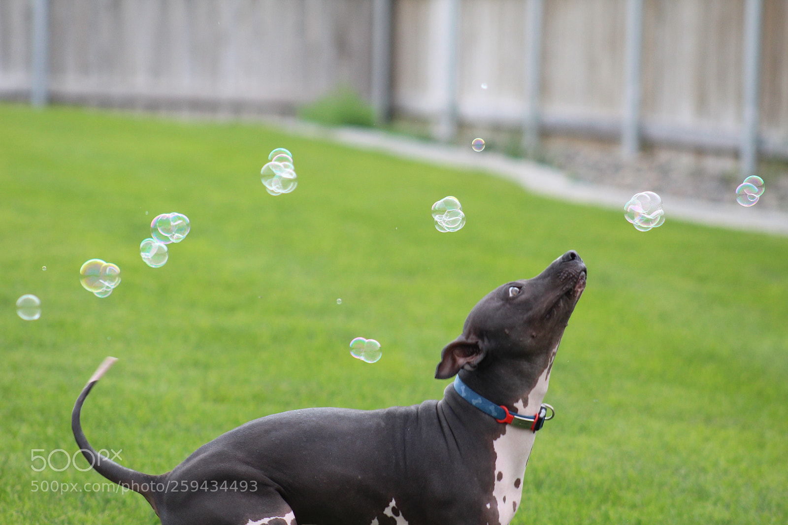 Canon EOS 1300D (EOS Rebel T6 / EOS Kiss X80) sample photo. Bubbles!! photography