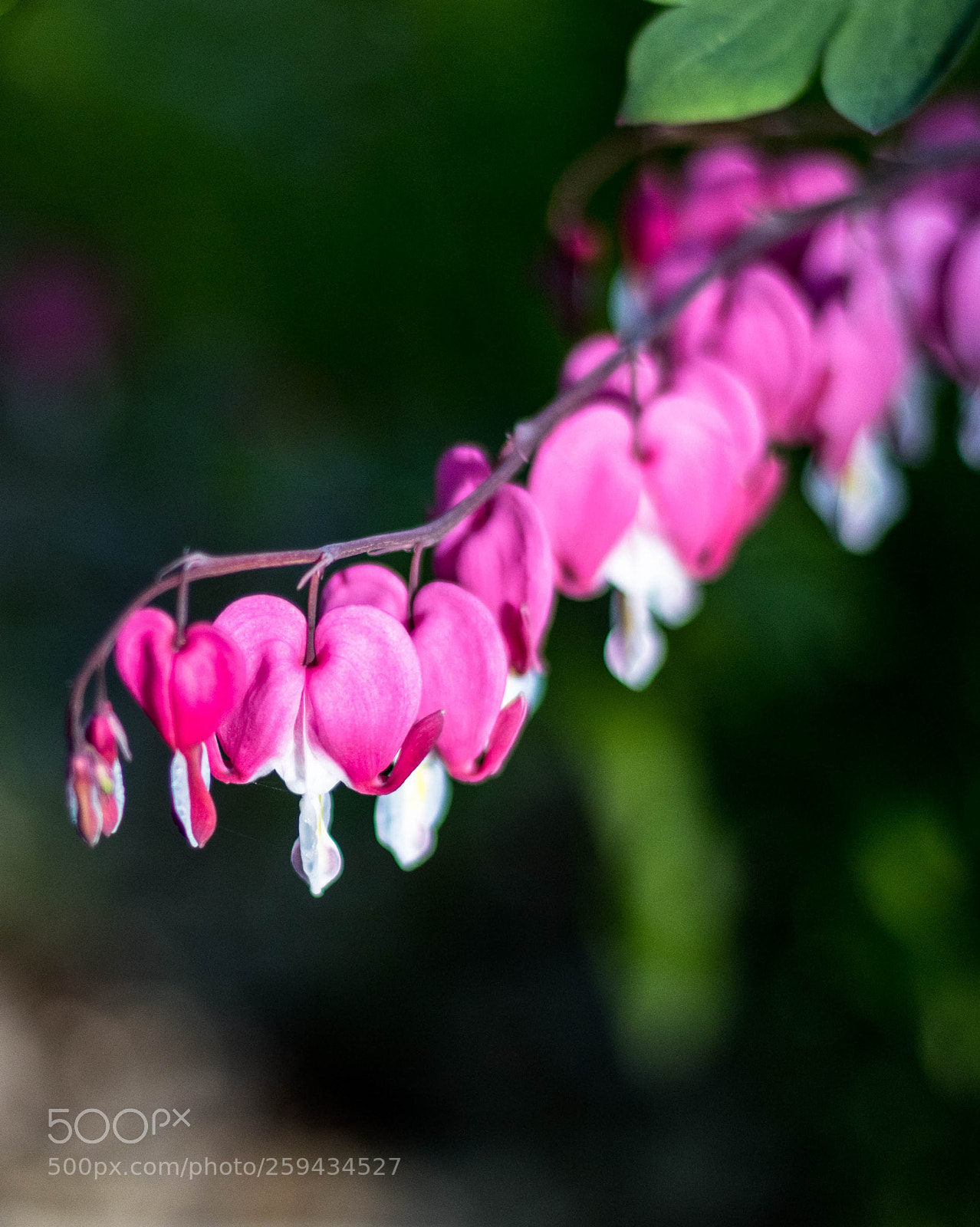 Canon EOS 80D sample photo. Bleeding heart photography