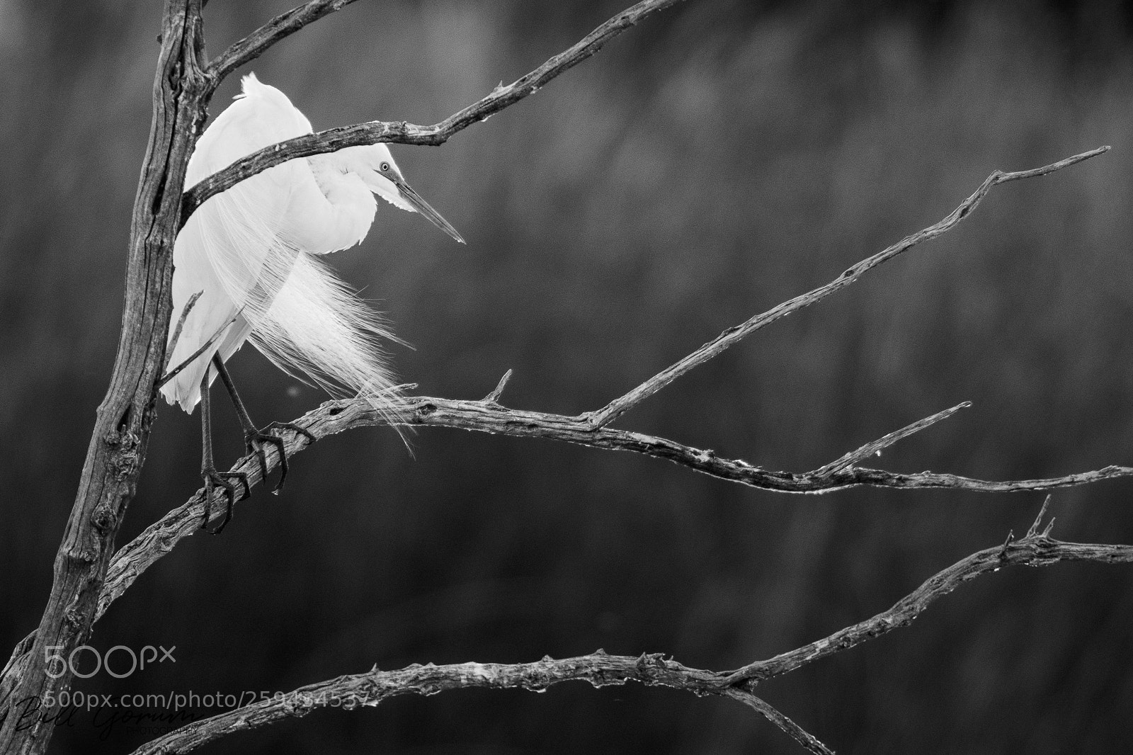 Nikon D500 sample photo. Roosting great egret photography