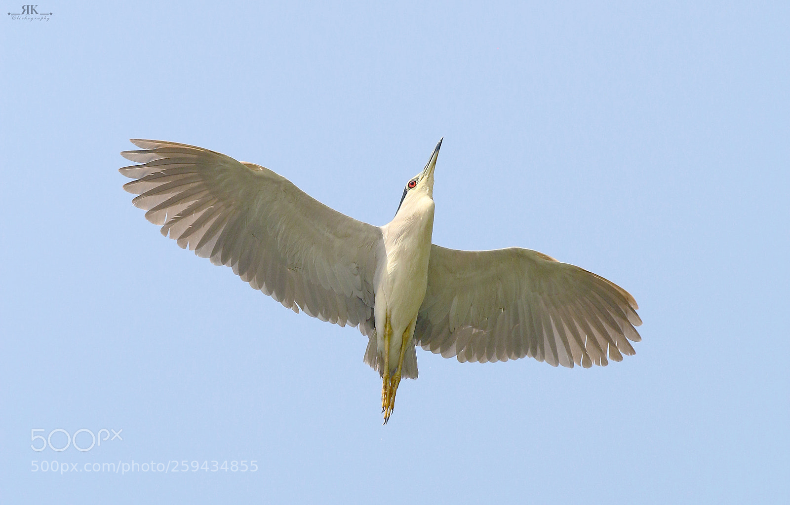 Canon EOS 70D sample photo. Black crowned night heron photography