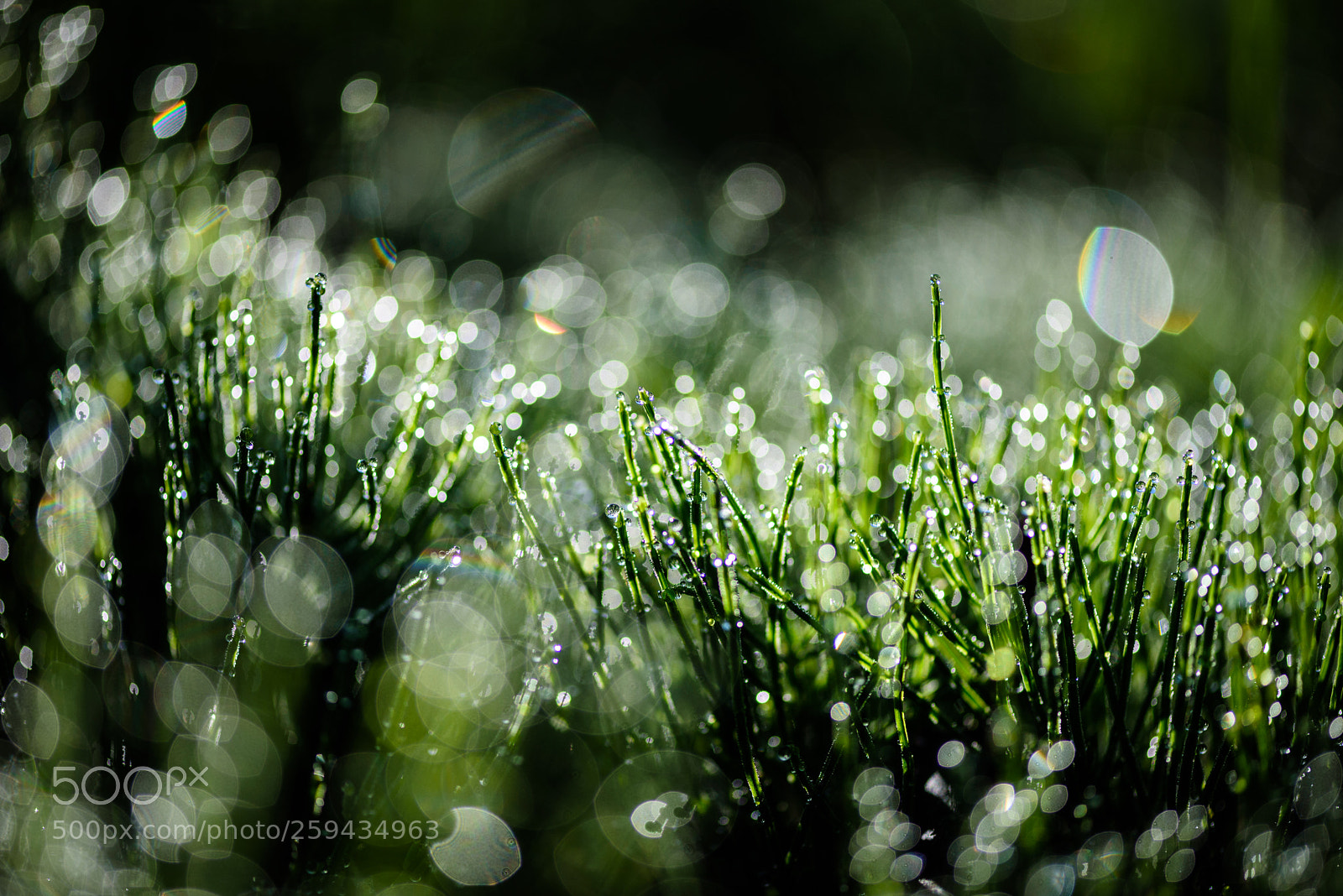 Nikon D750 sample photo. Morning dew photography