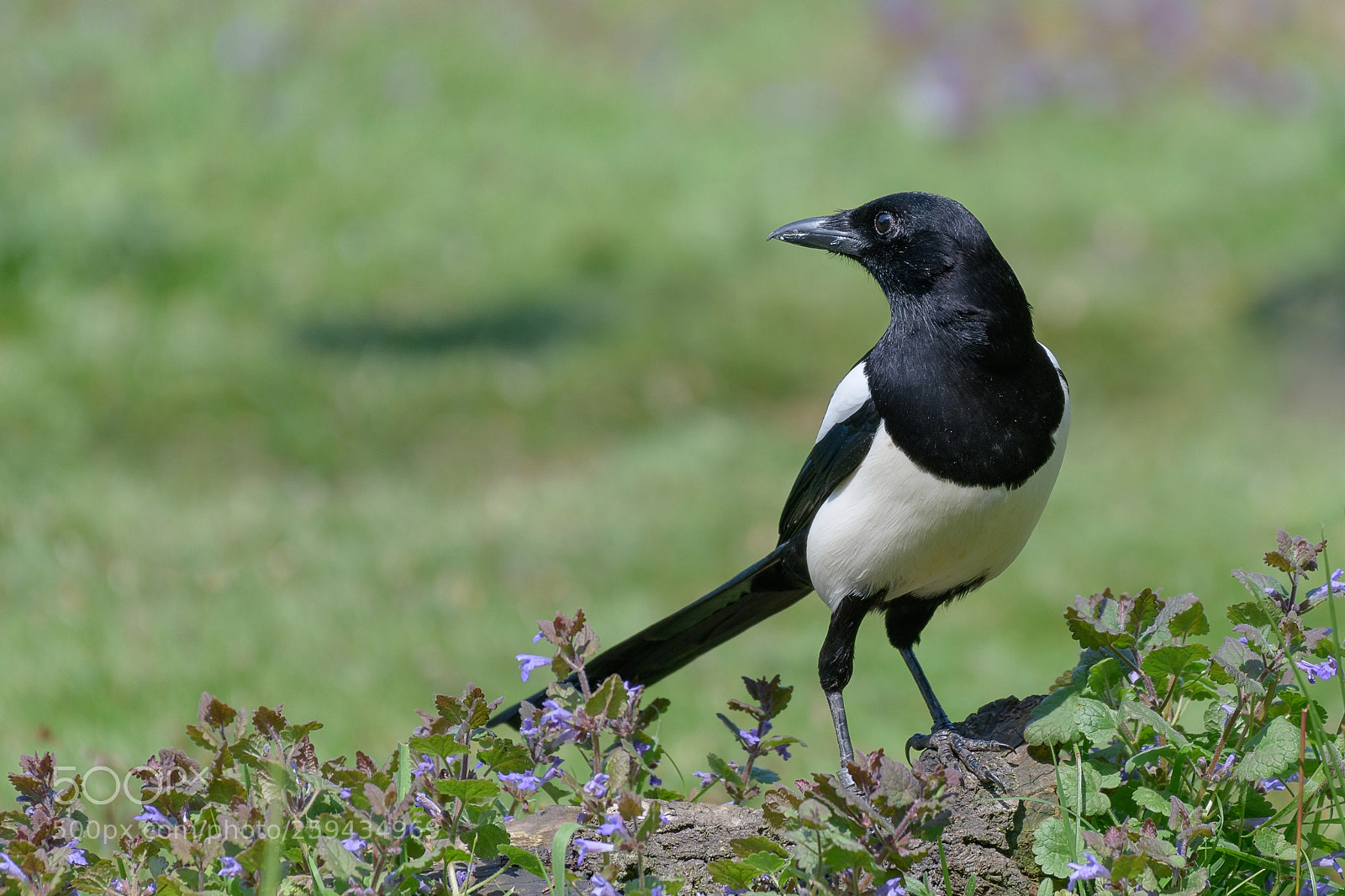 Nikon D850 sample photo. Magpie photography