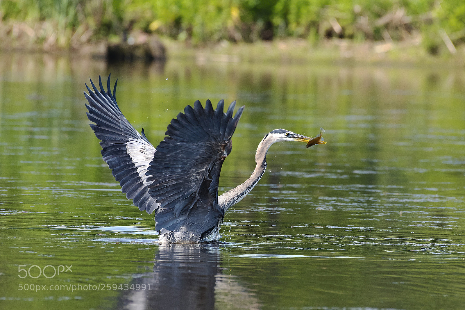 Nikon D750 sample photo. Wild bird photography