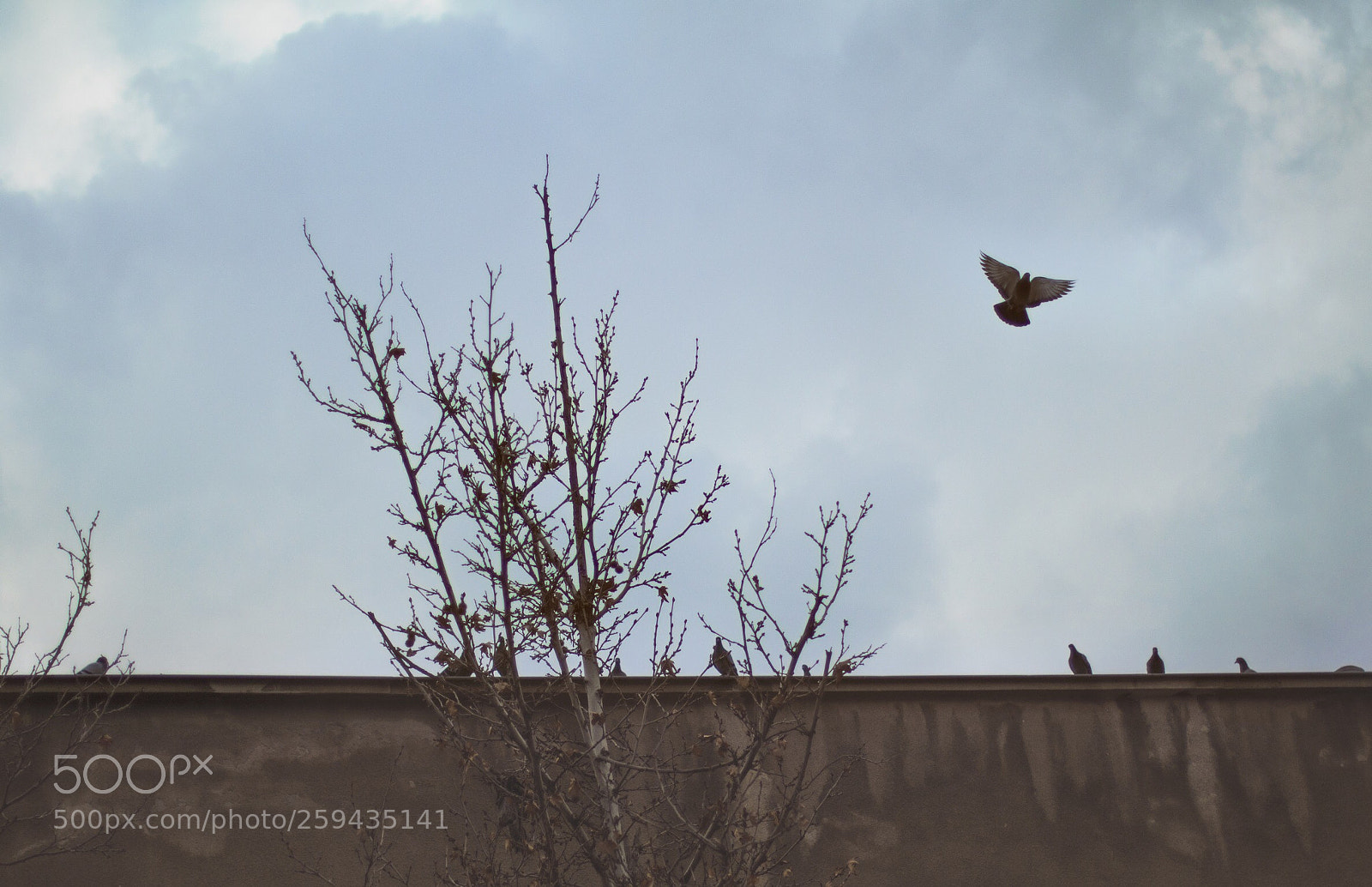 Canon EOS 80D sample photo. Fly alone photography