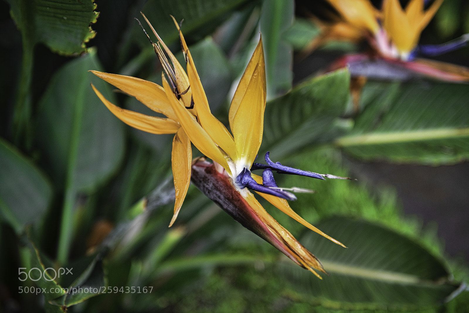 Nikon D850 sample photo. Bird of paradise photography