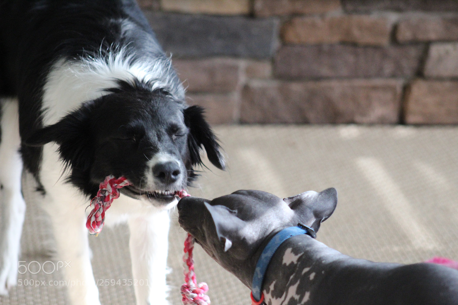Canon EOS 1300D (EOS Rebel T6 / EOS Kiss X80) sample photo. Tug-a-war photography