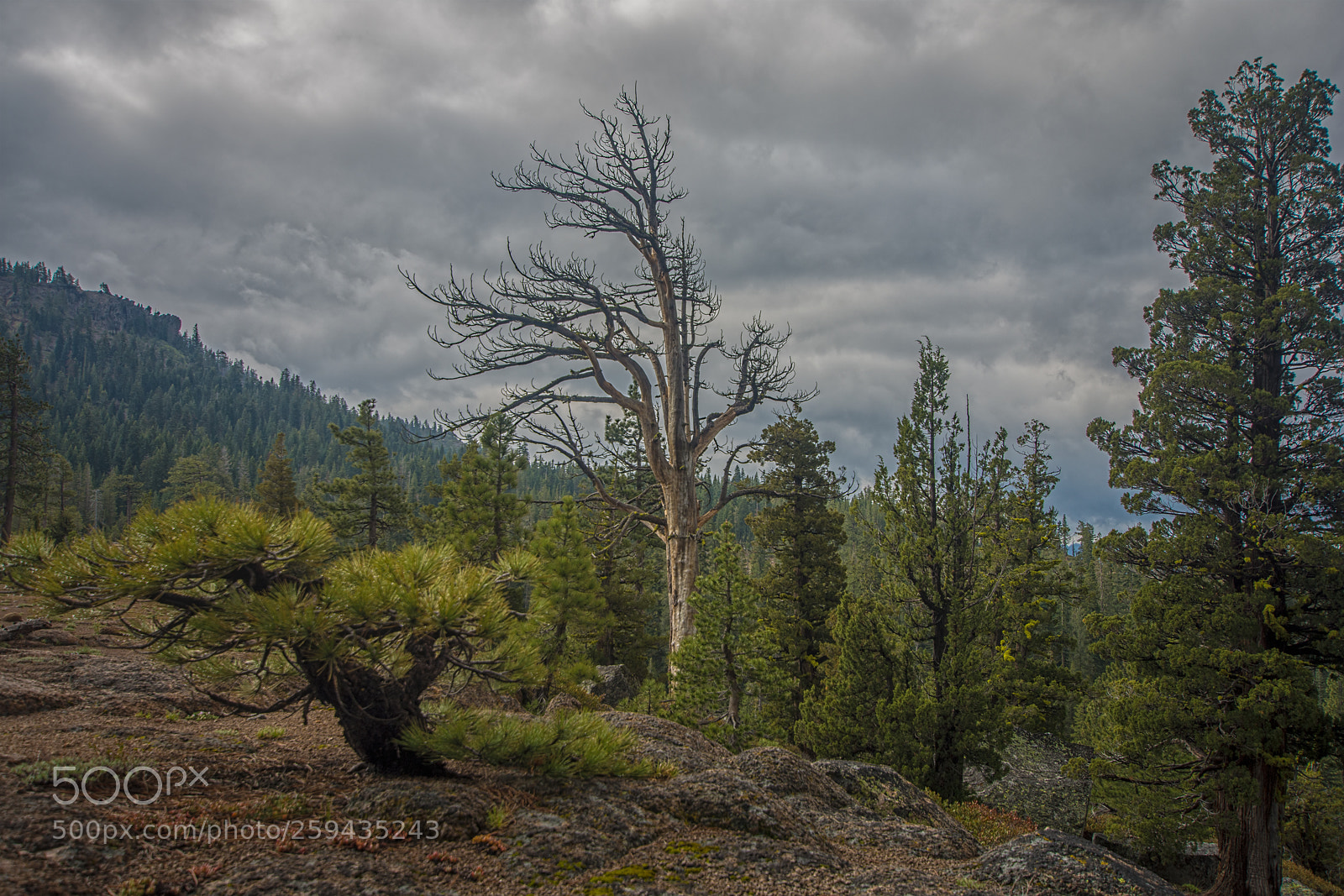 Nikon D7200 sample photo. Dead and survived photography