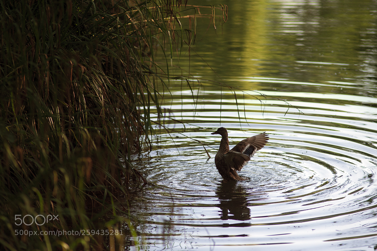 Nikon D700 sample photo. Untitled photography