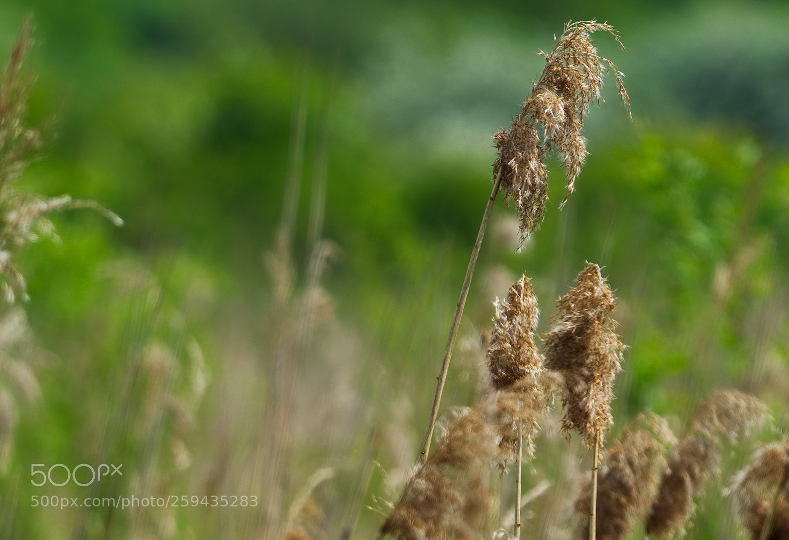 Nikon D5100 sample photo. Grasses at brandon photography