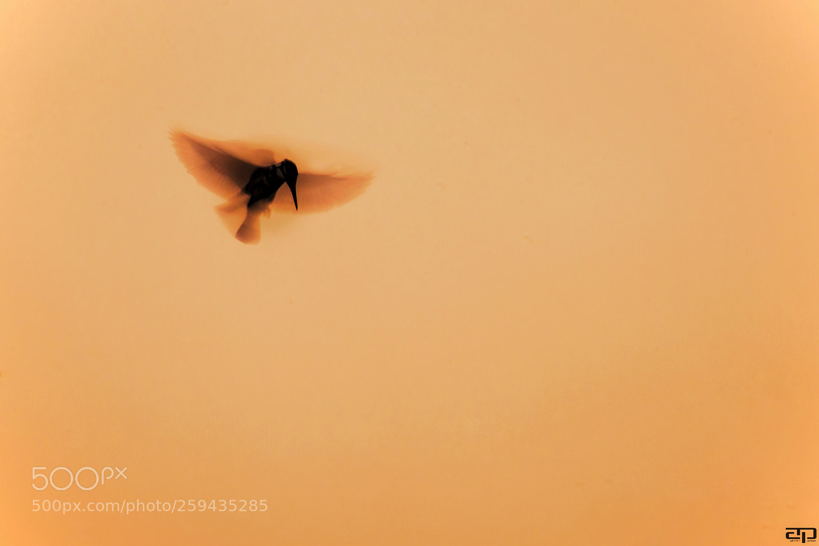 Nikon D810 sample photo. Hovering pied photography