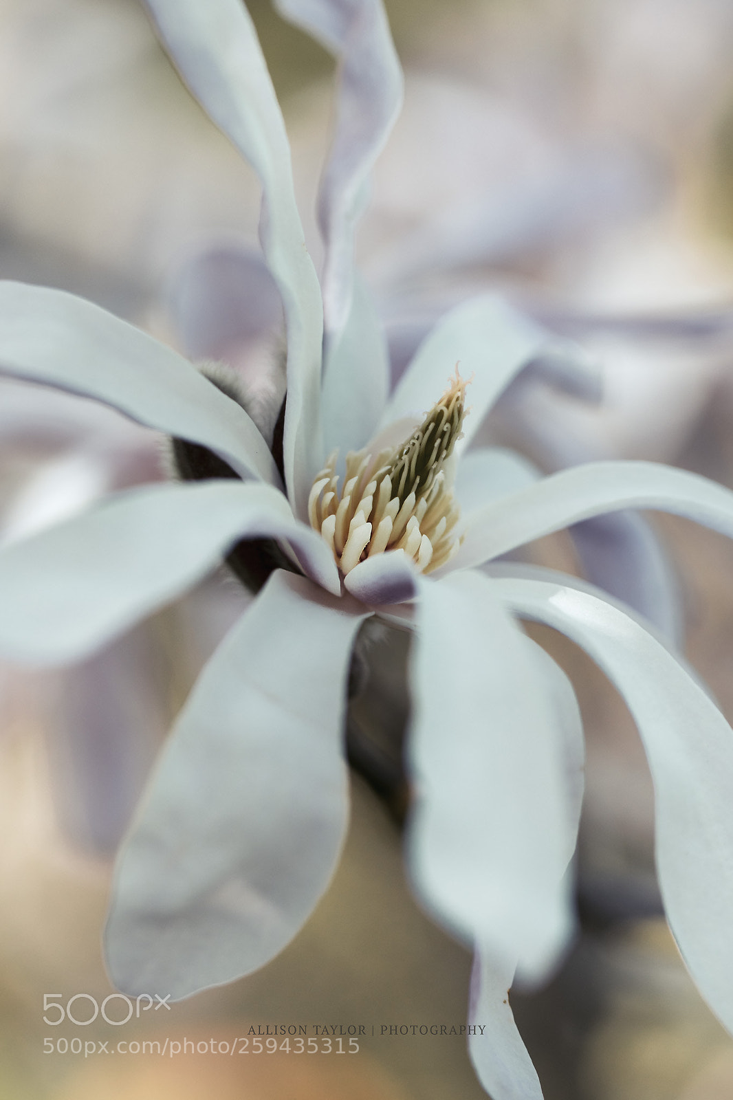 Canon EOS 7D Mark II sample photo. Spring spectacle photography
