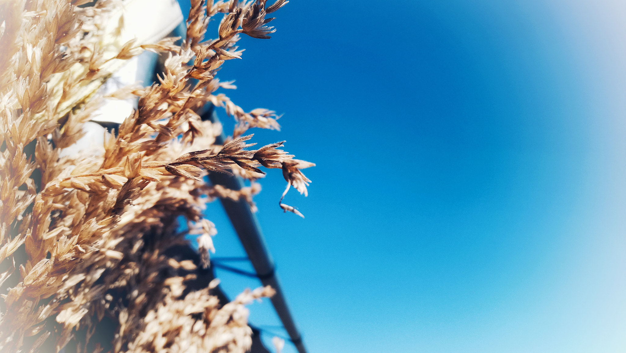 Sony Xperia XA1 Ultra sample photo. Grain photography