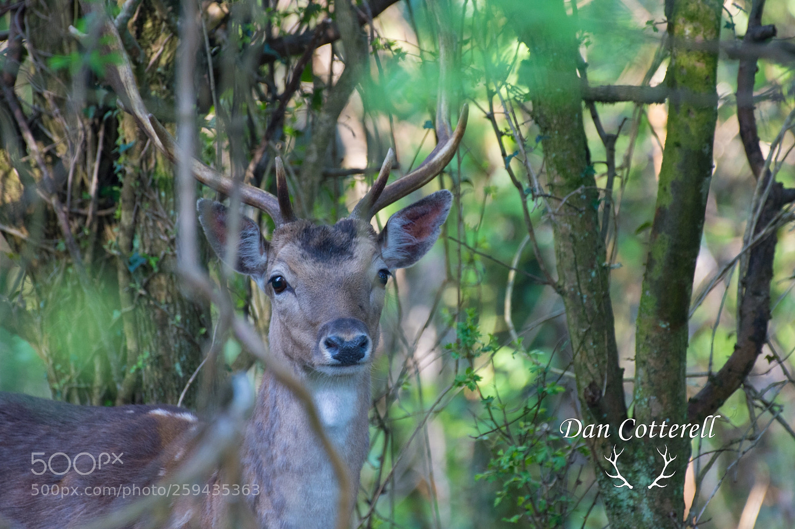 Nikon D7200 sample photo. Fallow buck photography