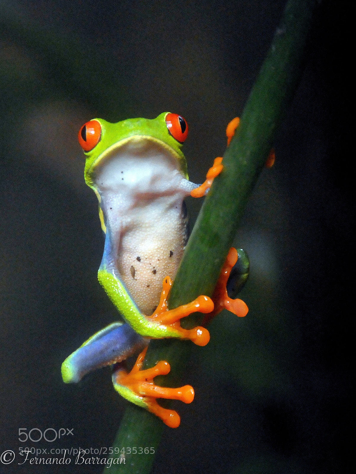 Nikon D300S sample photo. Rana costa rica photography