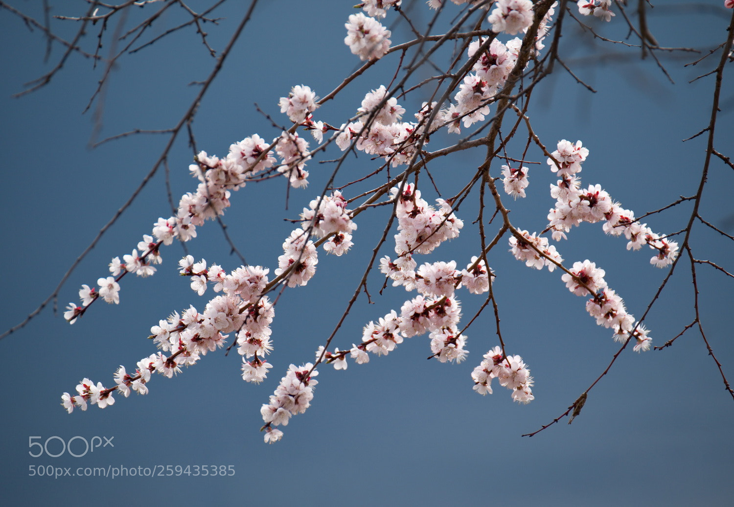 Fujifilm X-T1 sample photo. Russia. flowering apricots on photography