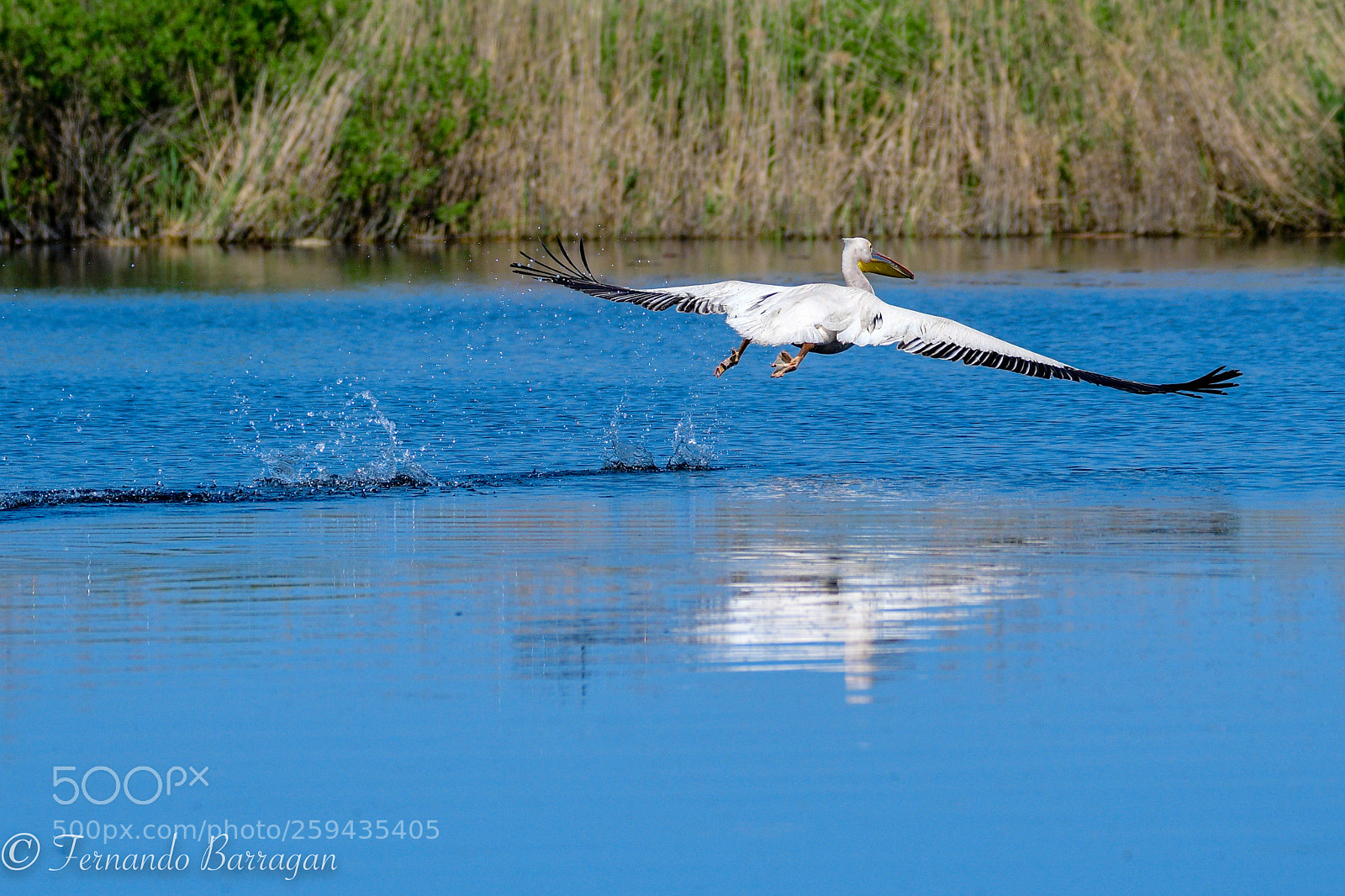 Nikon D500 sample photo. Pelican taking of (de ) photography