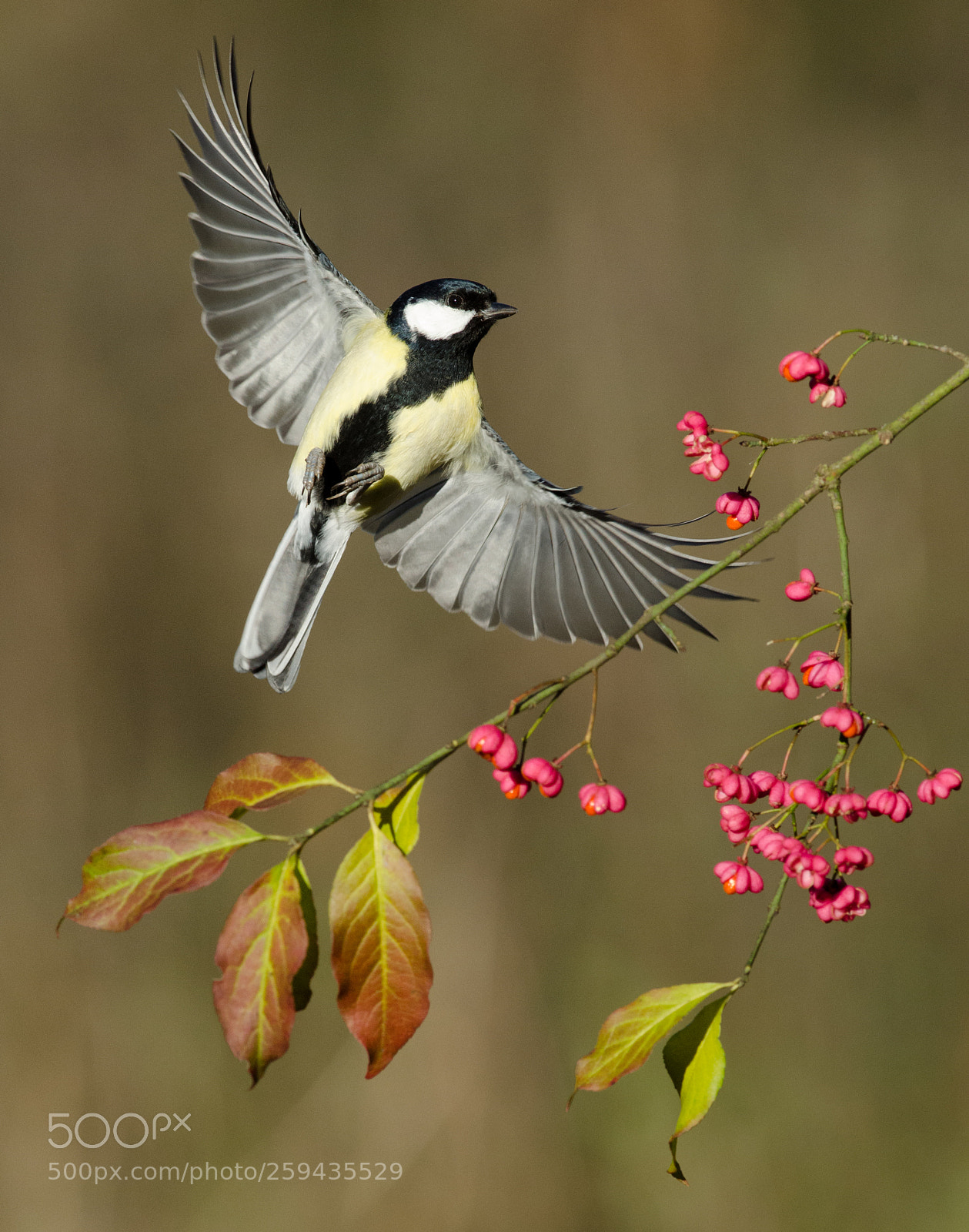 Nikon D7000 sample photo. Great tit photography