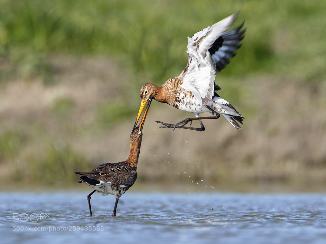 Canon EOS 7D Mark II sample photo. Black-tailed godwit photography
