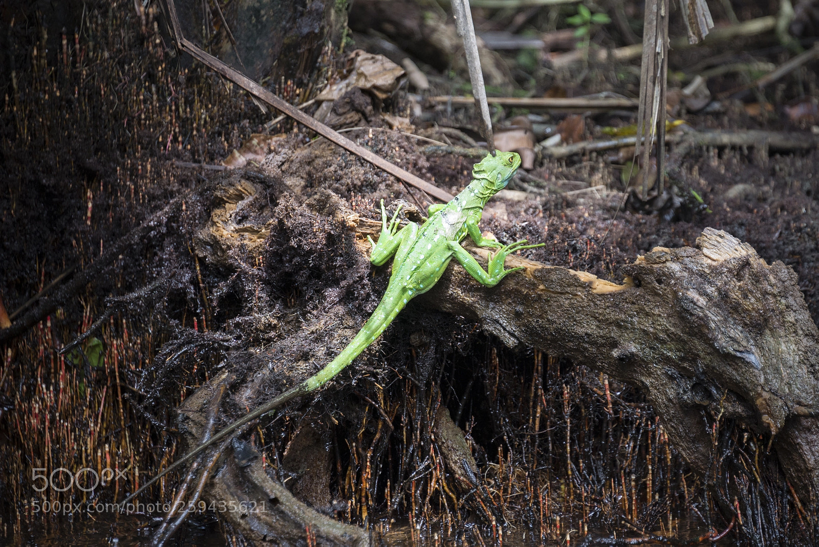 Nikon D610 sample photo. Costa rica 7 photography
