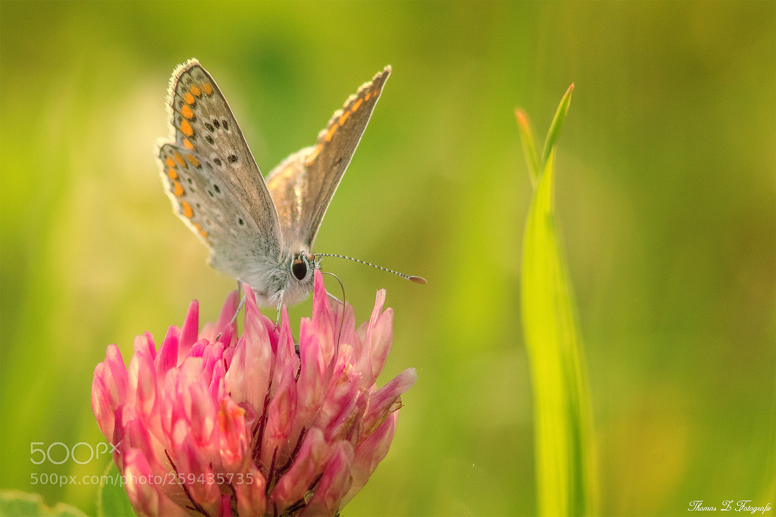 Canon EOS 750D (EOS Rebel T6i / EOS Kiss X8i) sample photo. Nektar tanken photography