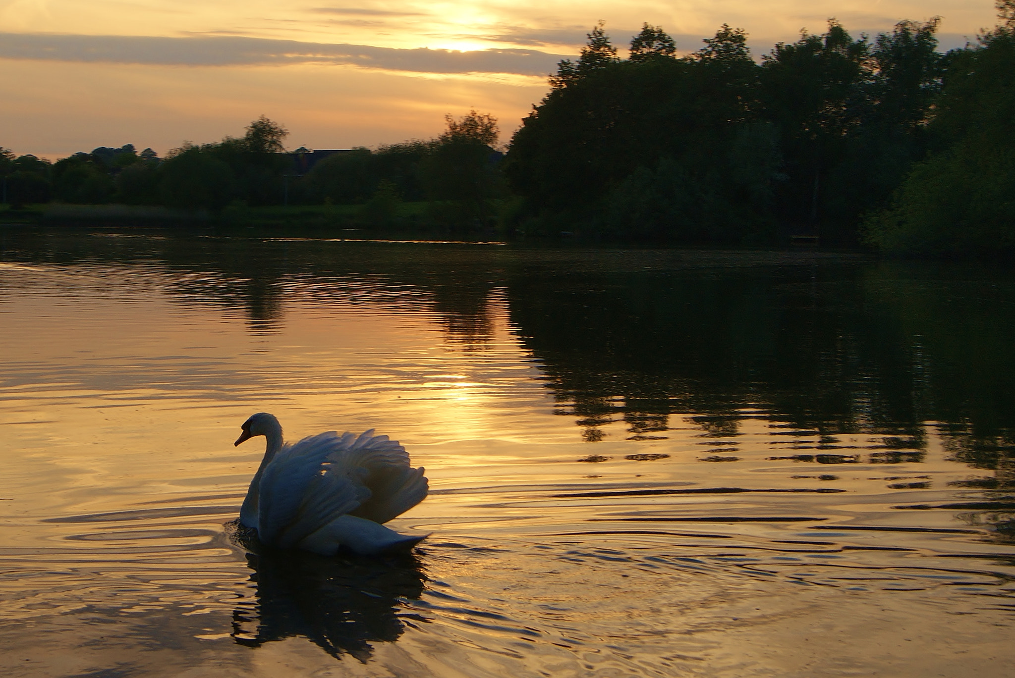 Sony Alpha DSLR-A380 sample photo. A golden sunset beauty :-) photography