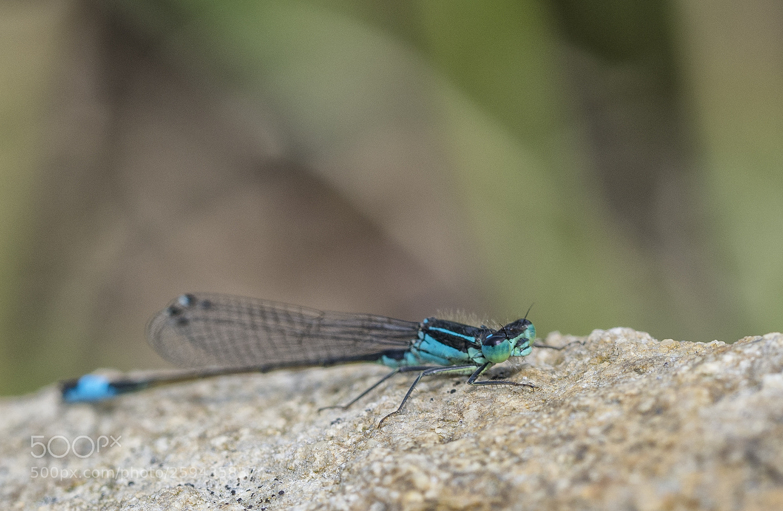 Olympus OM-D E-M10 II sample photo. Libellen 3 photography