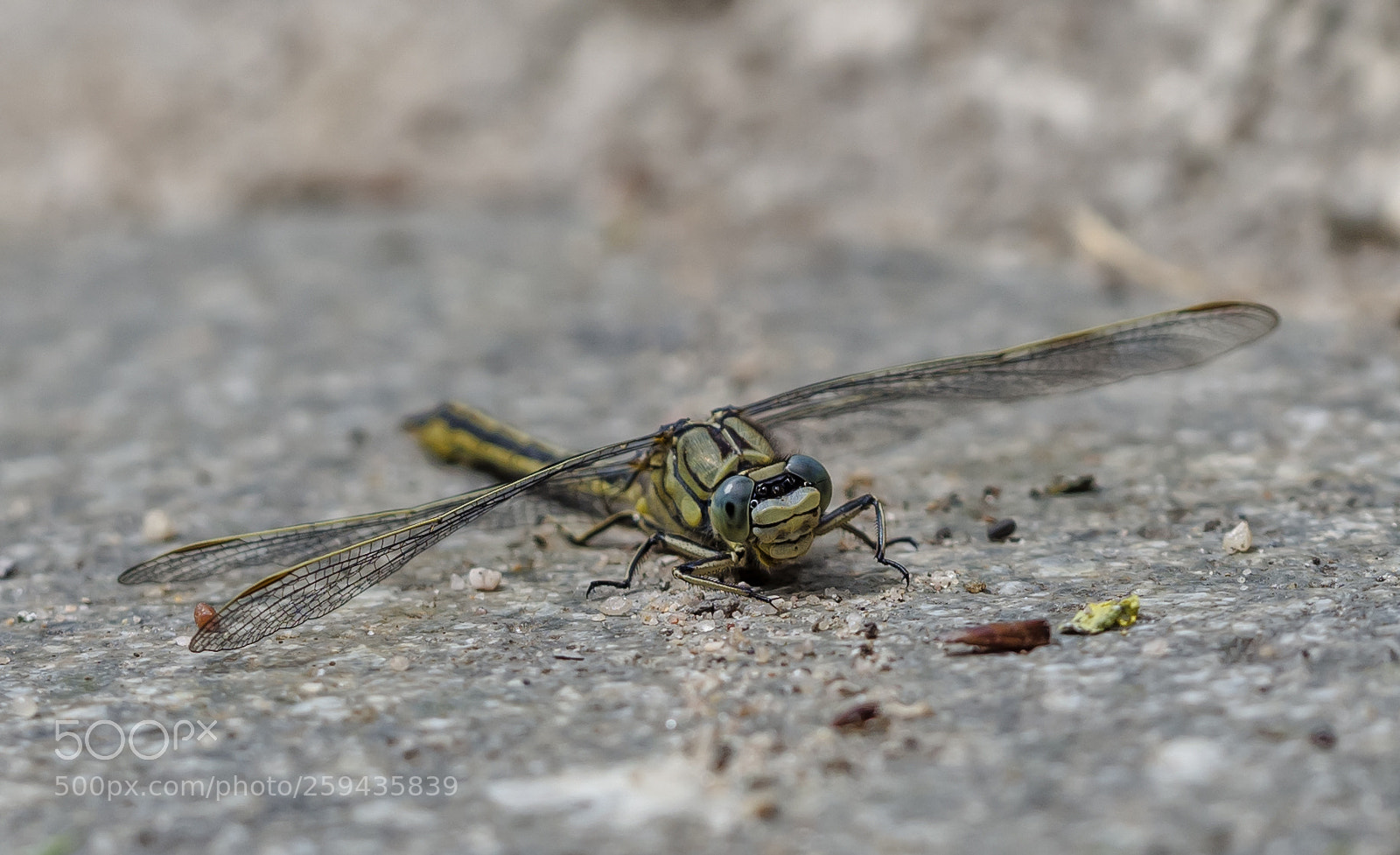 Olympus OM-D E-M10 II sample photo. Libellen 4 photography