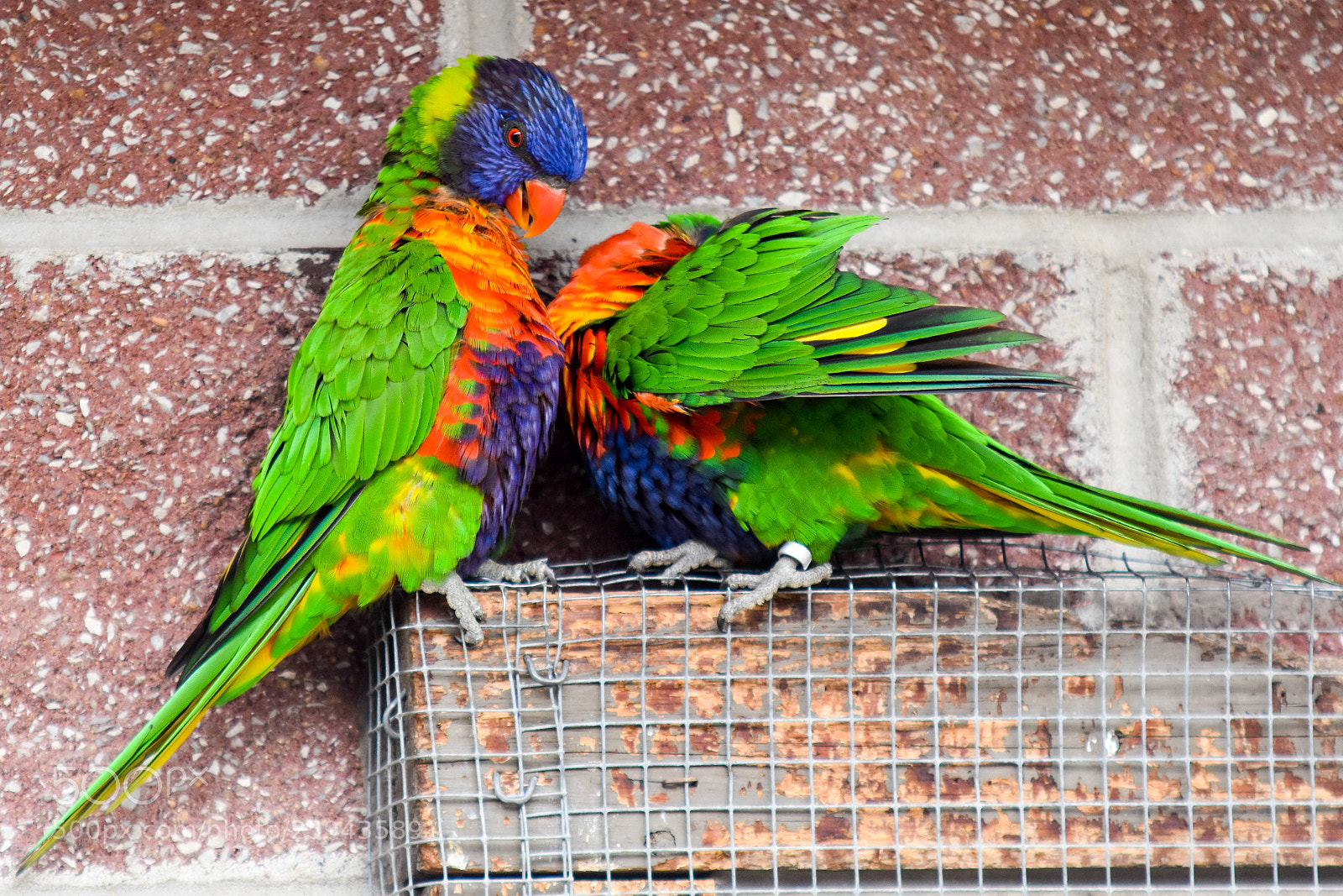 Nikon D5500 sample photo. Happy lorikeets photography