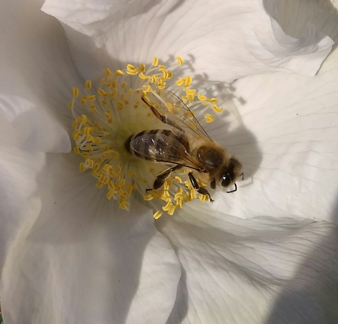Xiaomi Redmi 4A sample photo. Bee photography