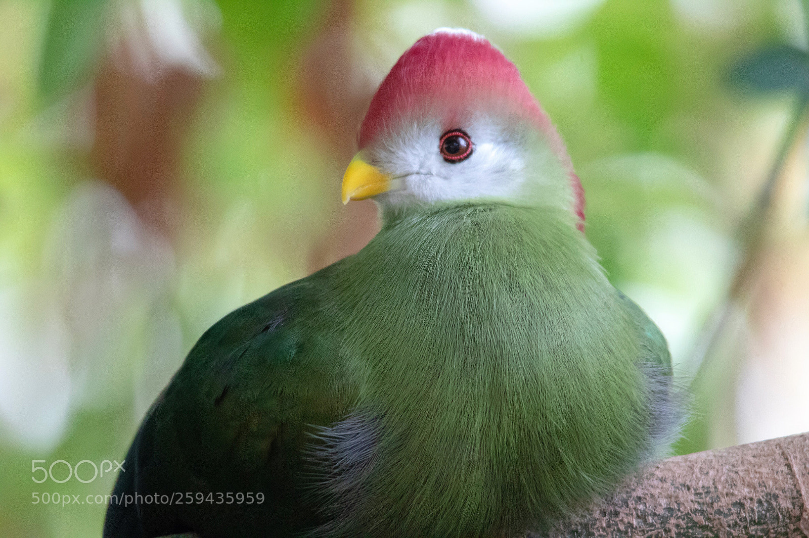 Canon EOS 1300D (EOS Rebel T6 / EOS Kiss X80) sample photo. Red crested turaco  photography