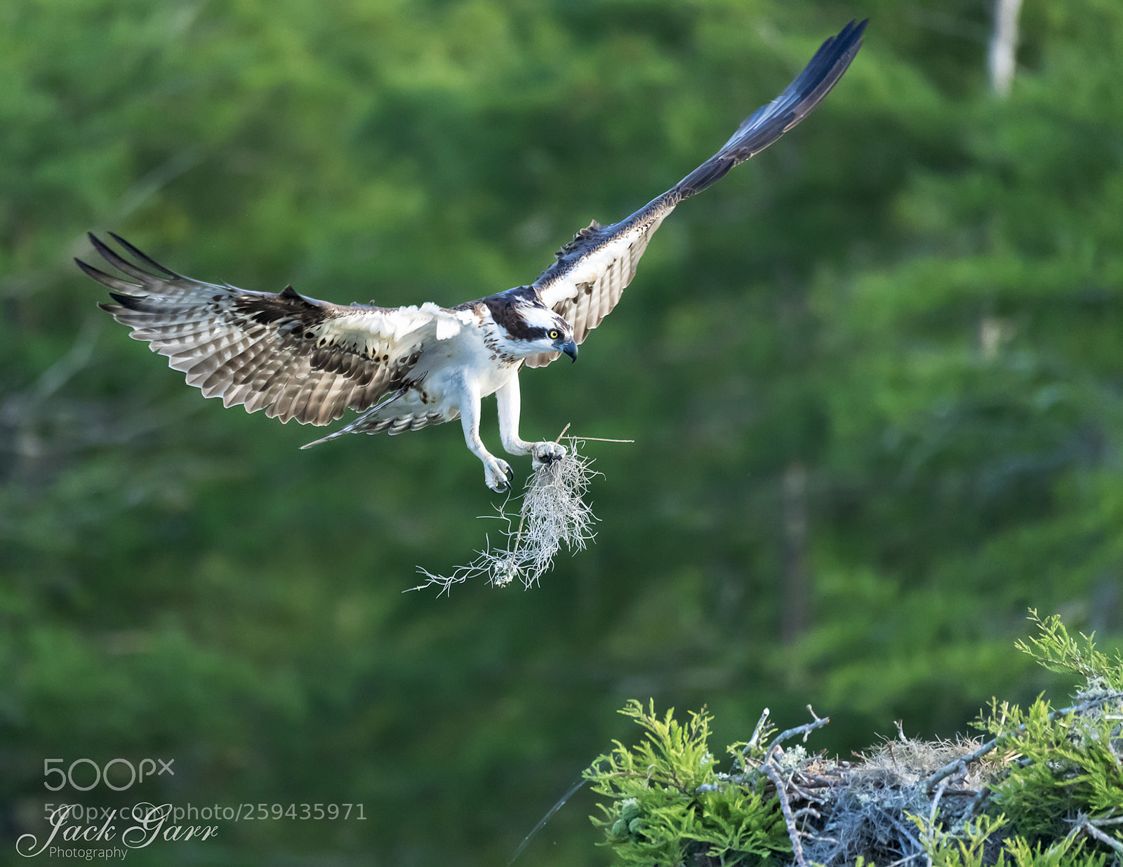 Canon EOS-1D X Mark II sample photo. Osprey with nesting material photography