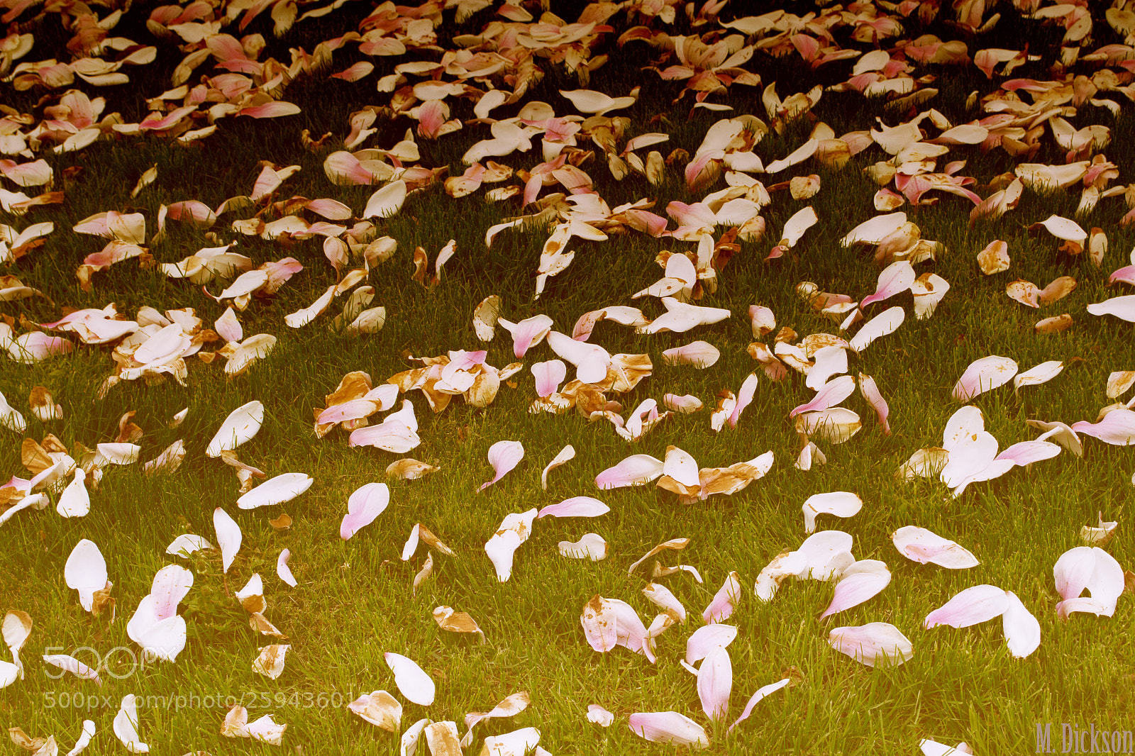 Nikon D3100 sample photo. Desire photography