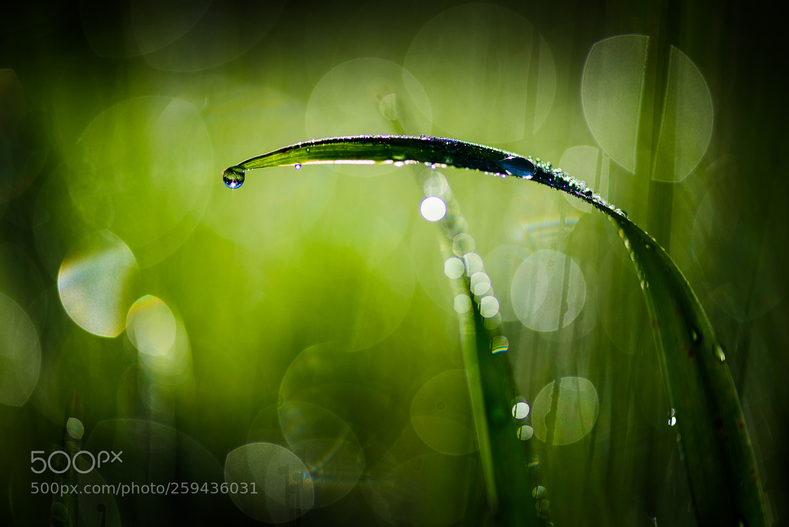Nikon D750 sample photo. Morning dew photography