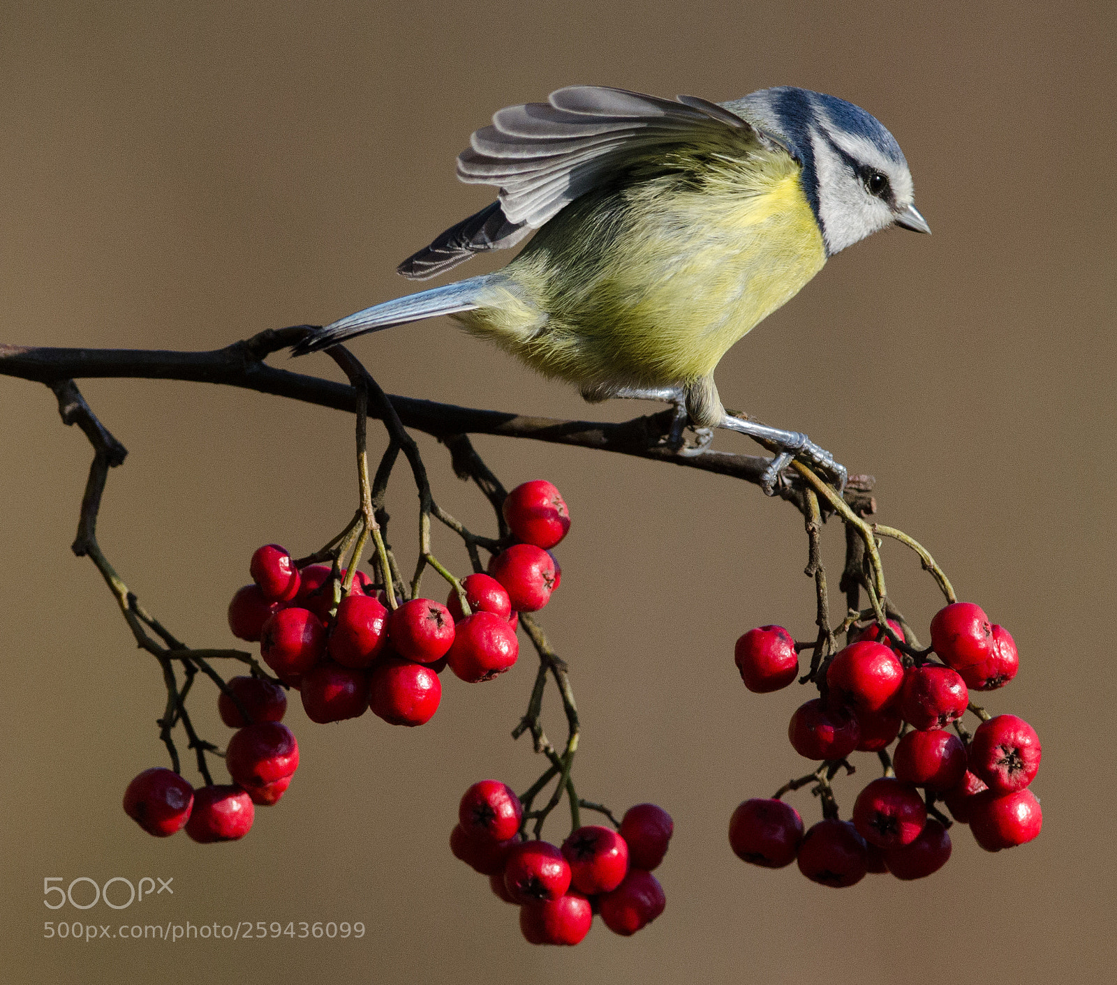 Nikon D7000 sample photo. Blue tit photography