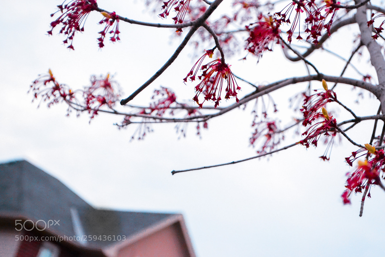 Nikon D3100 sample photo. Shallow depth the field photography