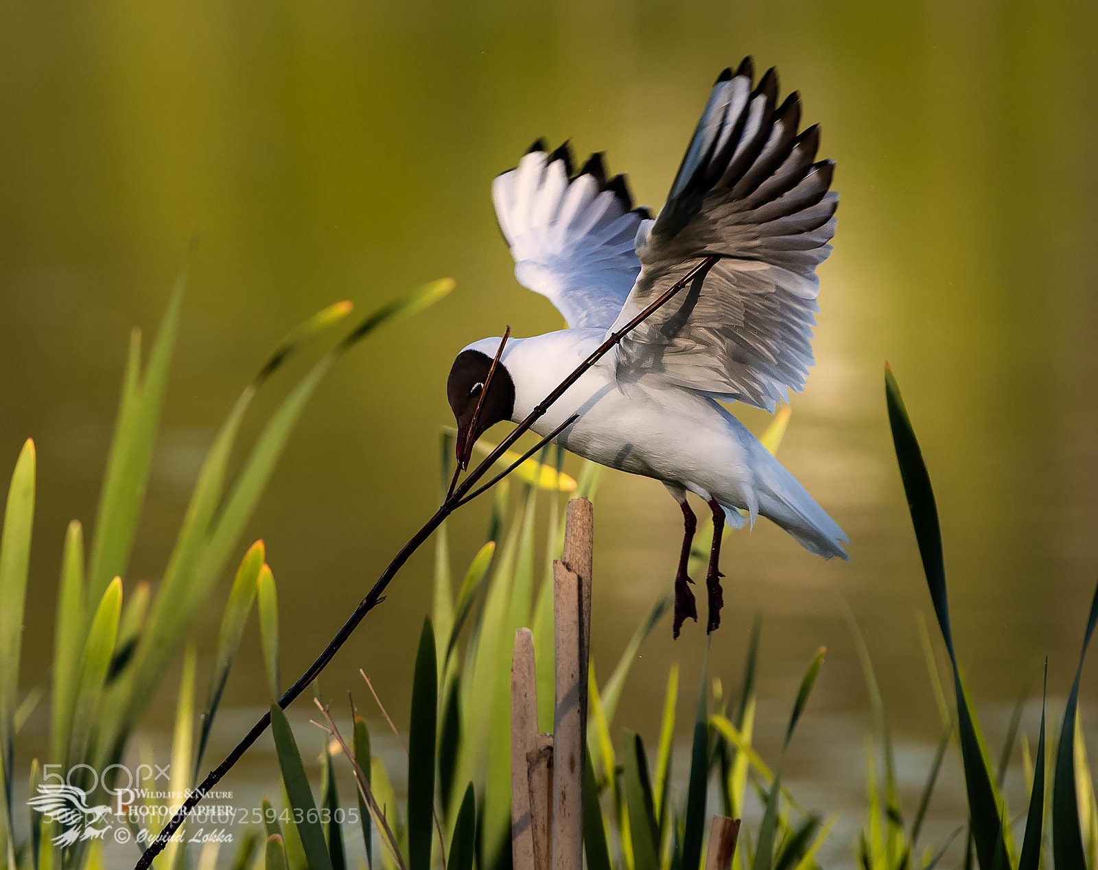Canon EOS-1D X Mark II sample photo. Black-headed gull photography