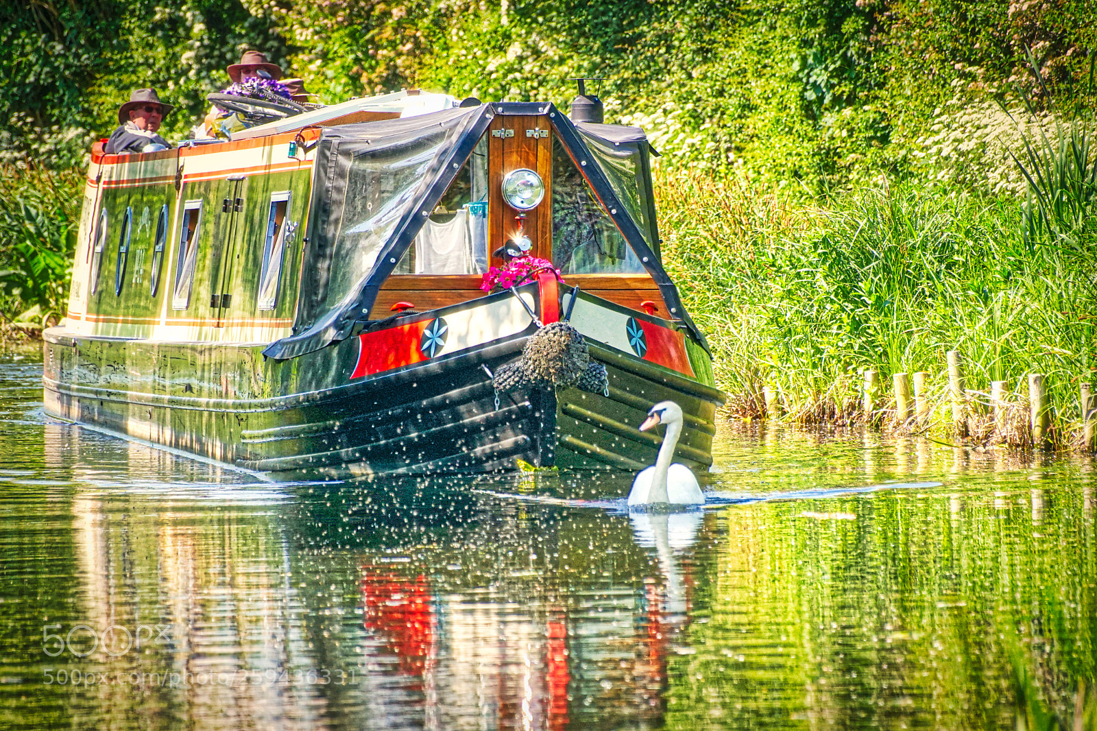 Sony a6500 sample photo. Swan lead photography
