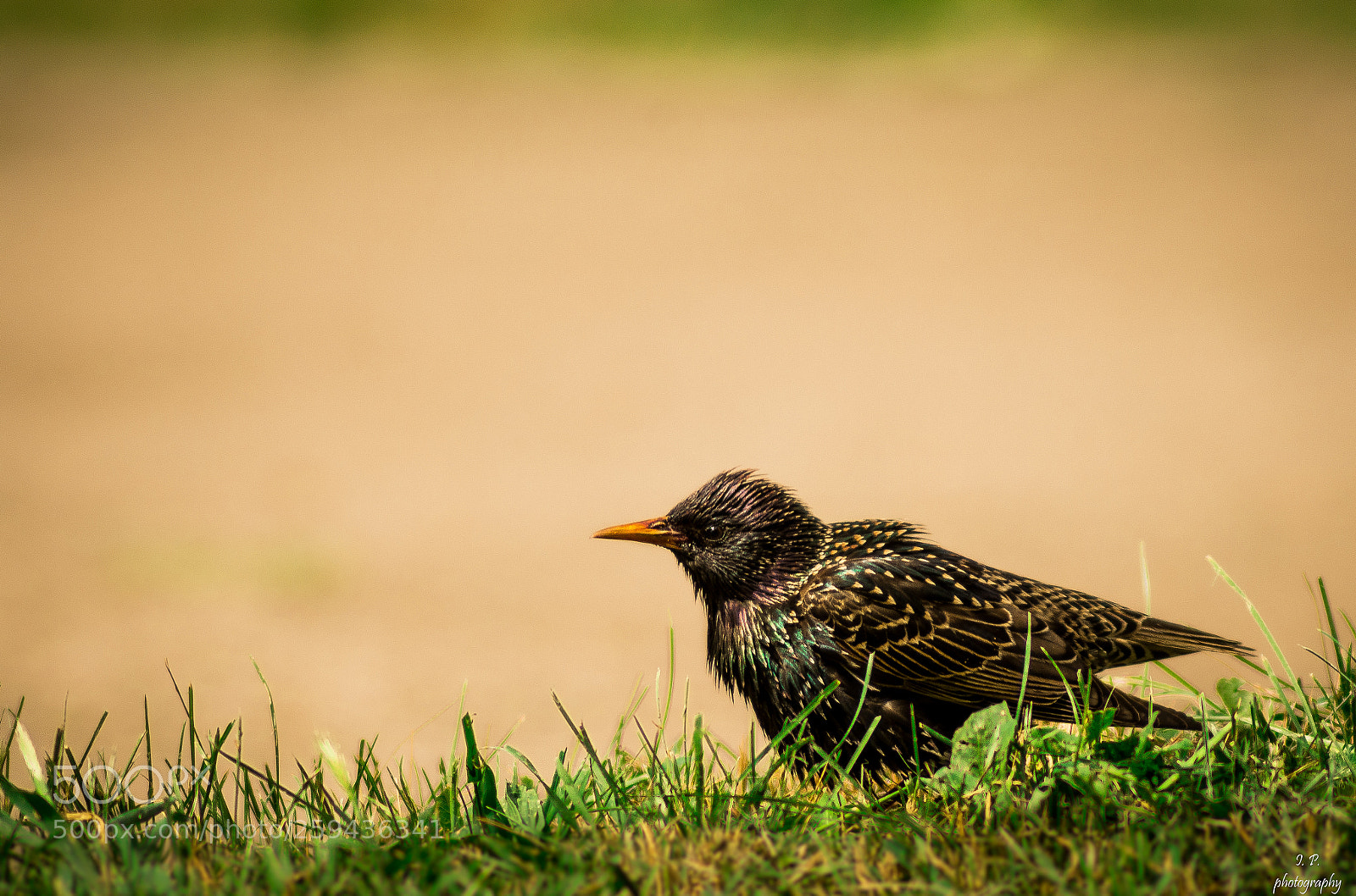 Nikon D7200 sample photo. European starling photography