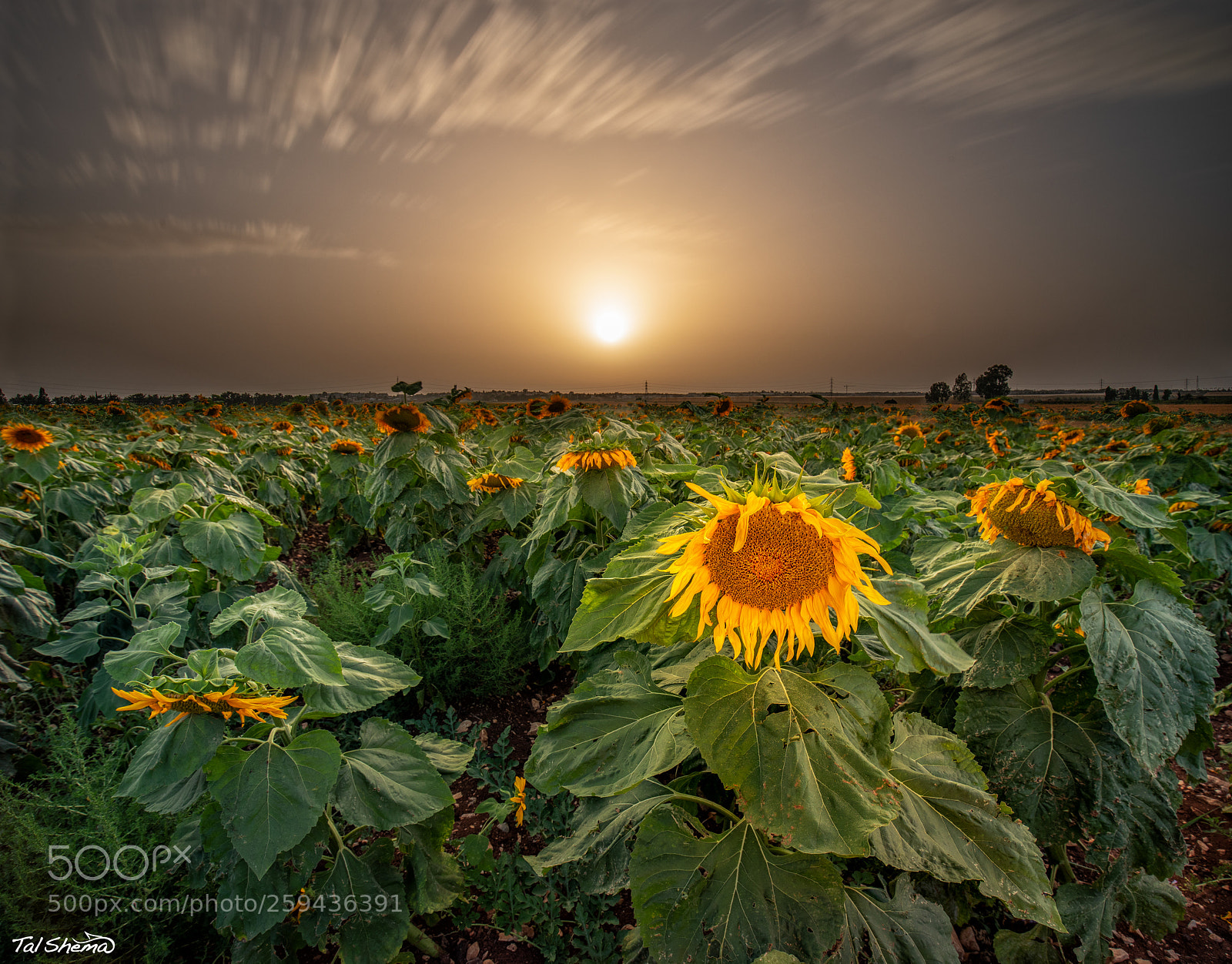 Canon EOS 5D Mark IV sample photo. Summer photography