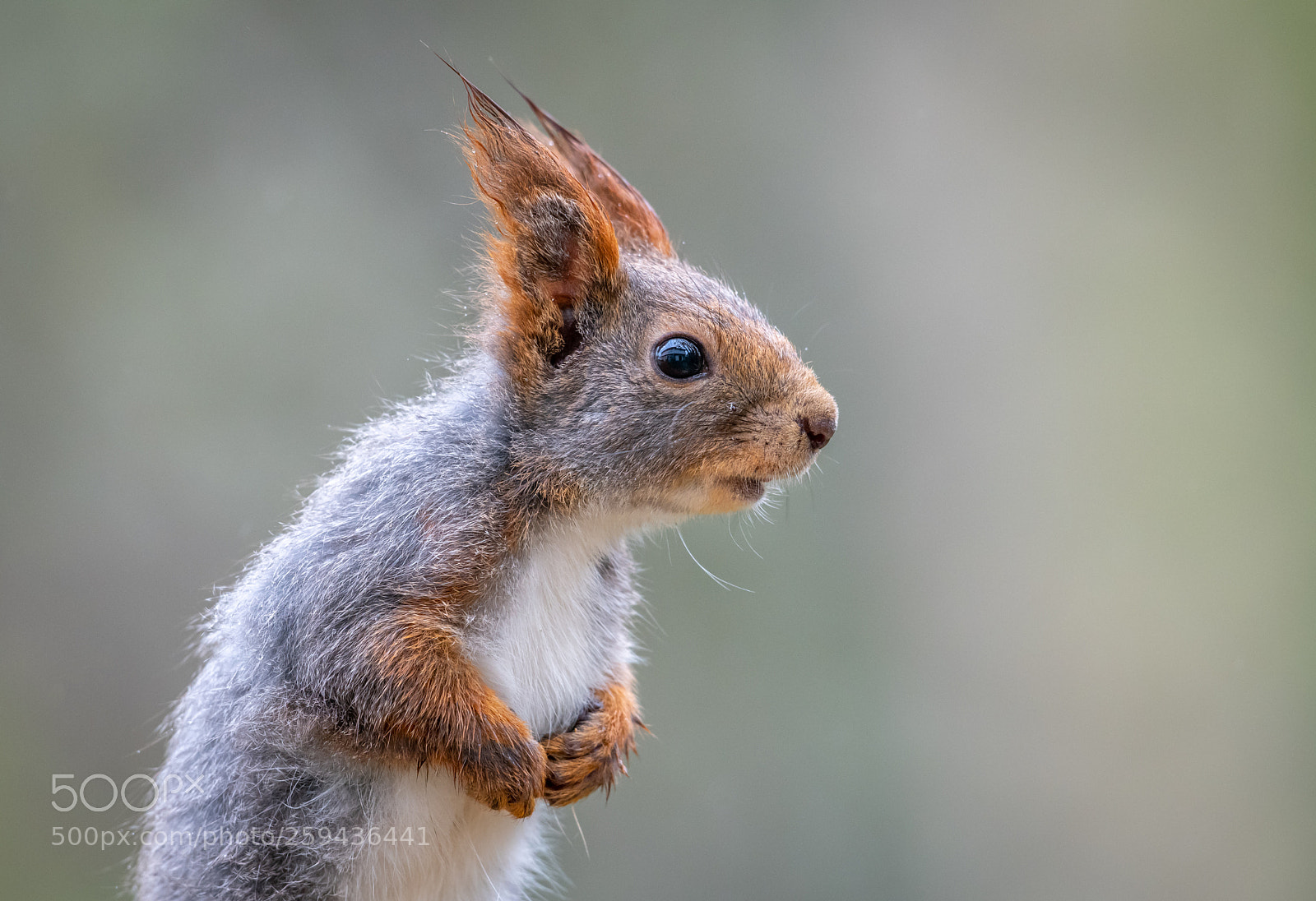 Nikon D850 sample photo. Squirrel portrait. photography