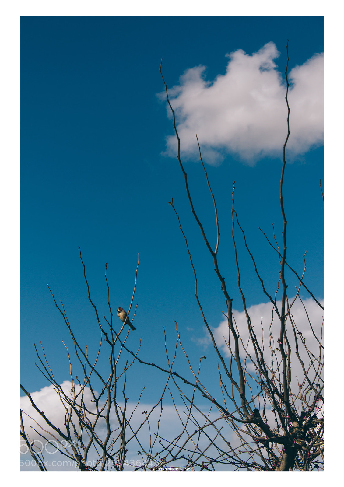 Canon EOS 60D sample photo. Birdy photography