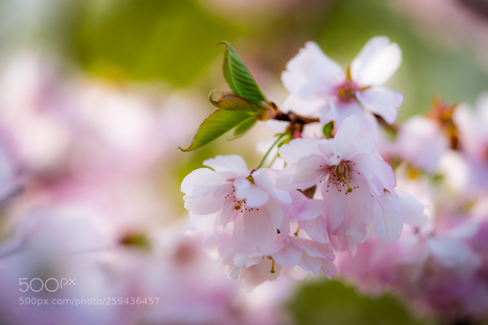 Sony a7 III sample photo. Cherry blossoms photography