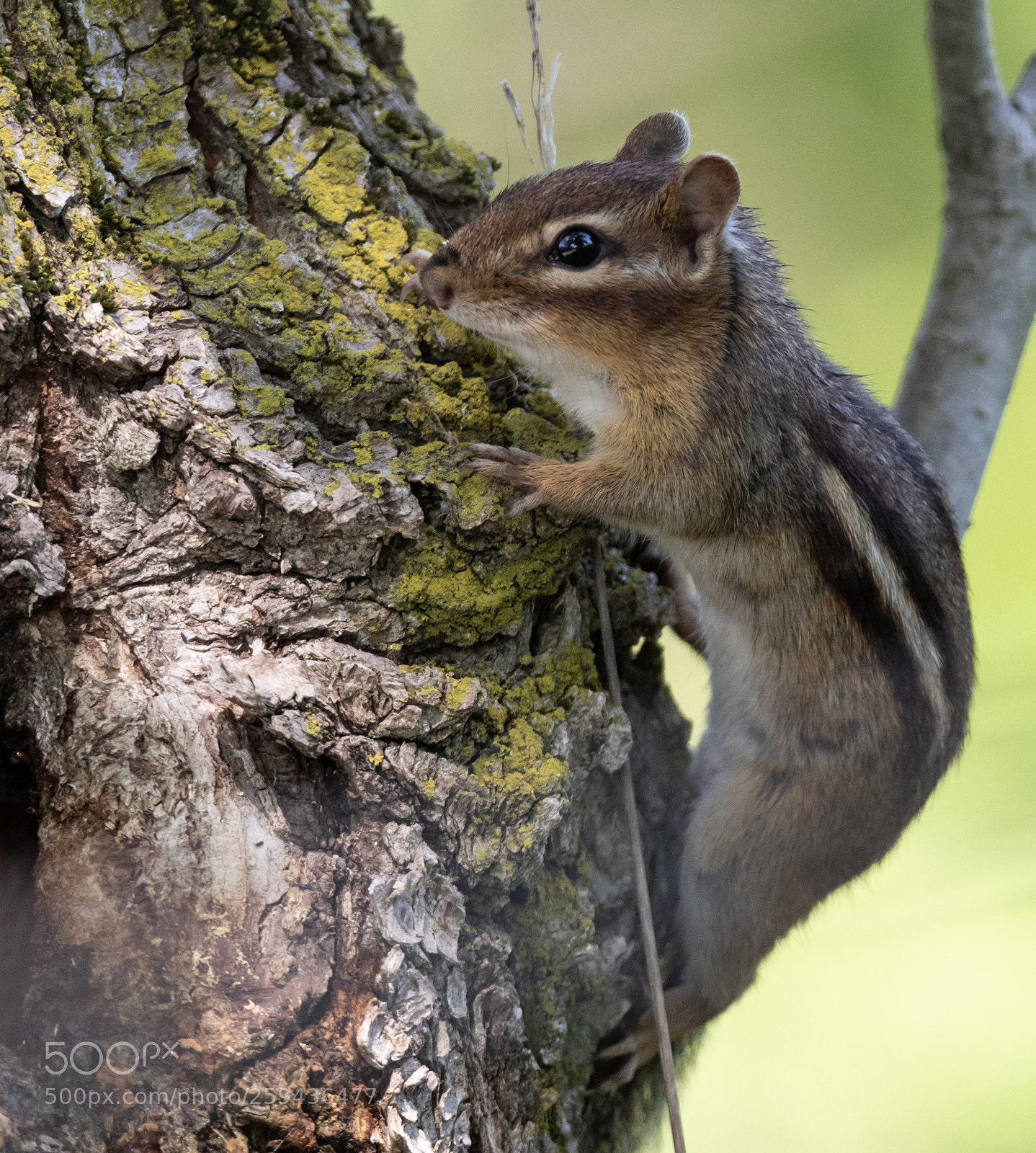 Canon EOS 7D Mark II sample photo. Eastern chipmunk photography