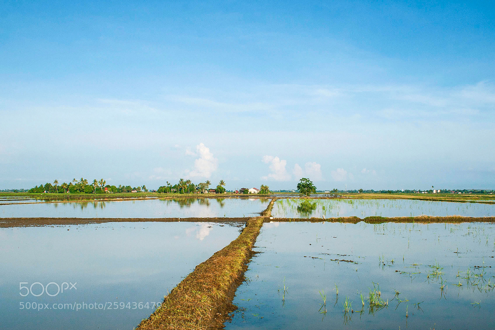 Canon EOS 400D (EOS Digital Rebel XTi / EOS Kiss Digital X) sample photo. Paddy field photography