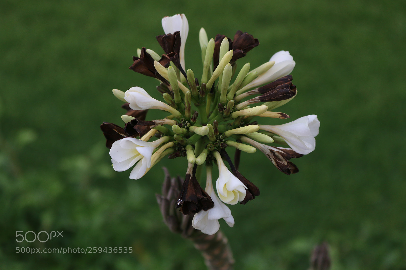 Canon EOS 70D sample photo. Untitled photography