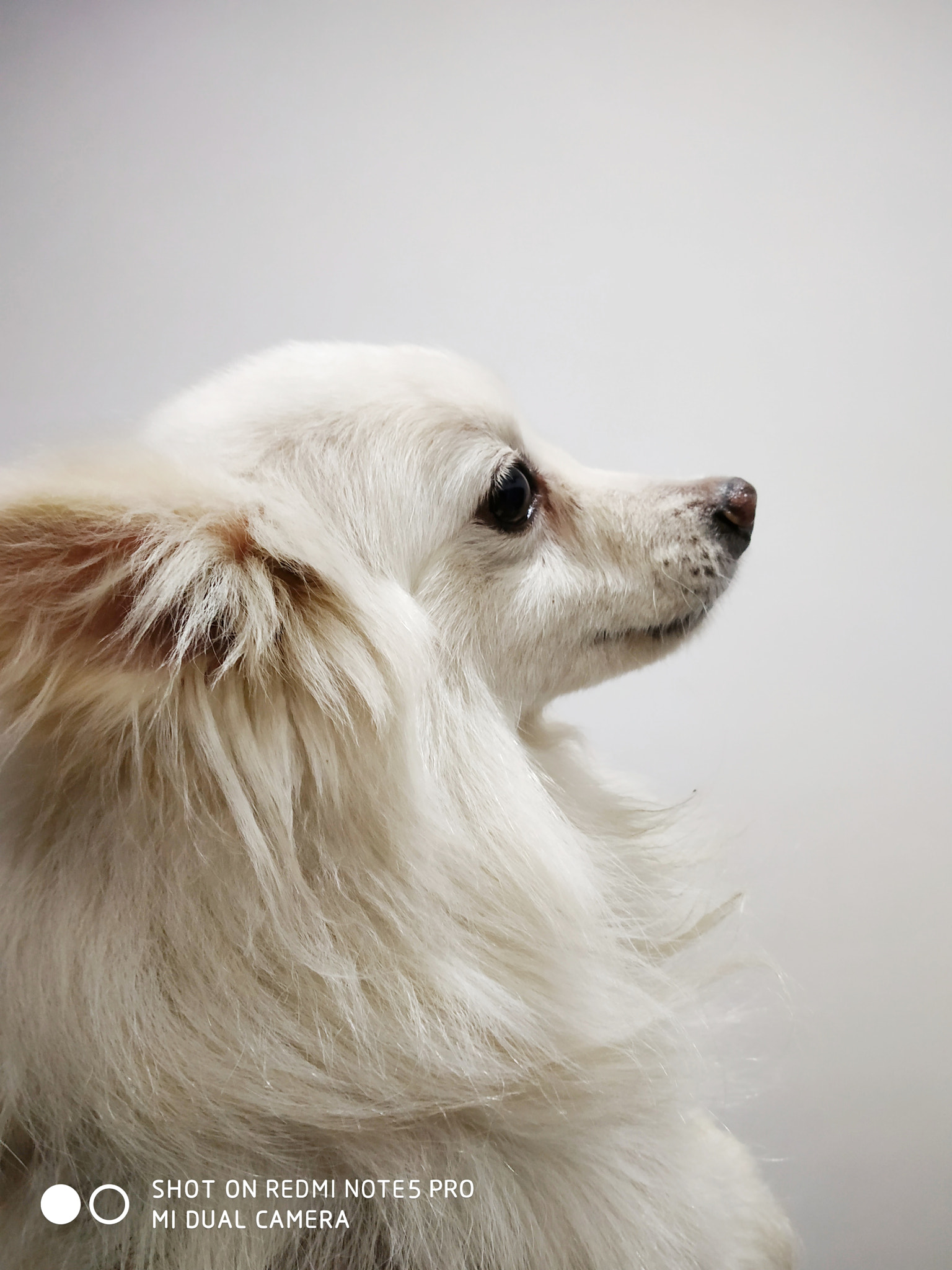 Xiaomi Redmi Note 5 Pro sample photo