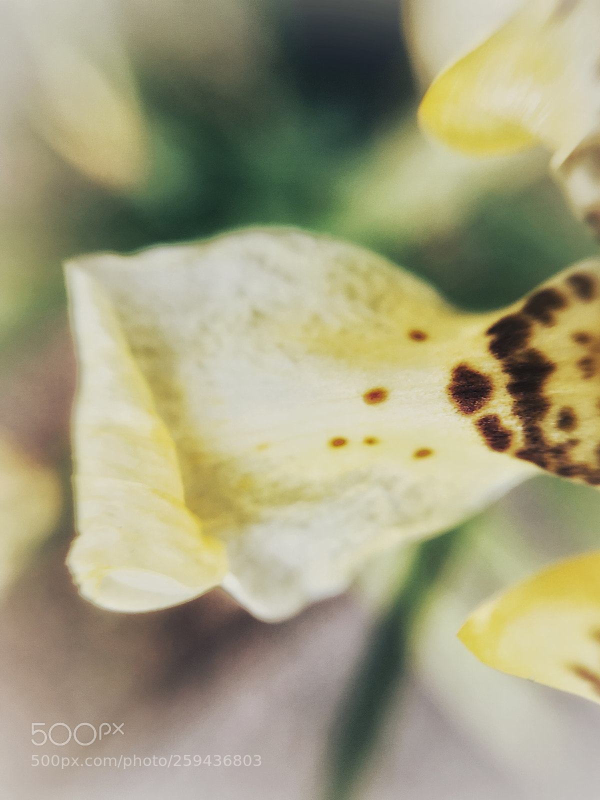 Apple iPhone 6s sample photo. Yellow  photography